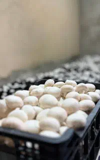 پرورش قارچ شغل دوم با سرمایه کم