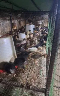 فروش همیشگی جوجه بوقلمون اردک مرغ شاخدار
