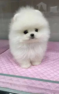 فروش توله پامر ژورنالی خرسی سایز ریز