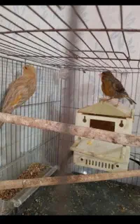 جفت‌‌قناری‌‌جهت‌معاوضه