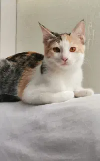 گربه خونگی
