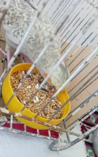 موتور سیکلیت مدل ۹۳ اسب زین کرده