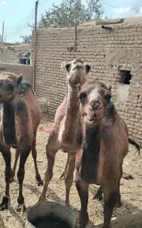 شتر بلبون