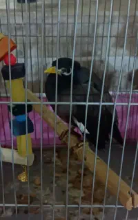مرغ مینا