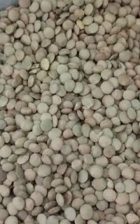 فروش حبوبات