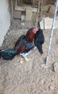 خروس اصیل لاری جوان و قوی