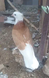 کبوتر شازده زرد