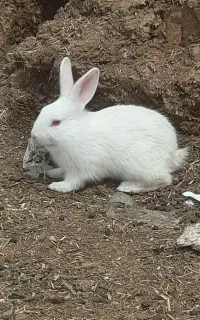 ۳ عدد خرگوش اهلی خانگی