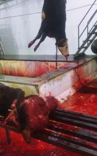 ذبح گوسفند و گاو قربانی در محل