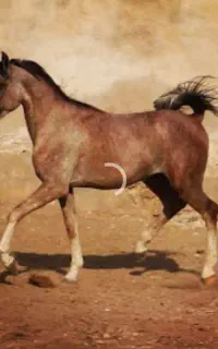 لوازم سوارکاری