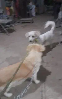 پاپی