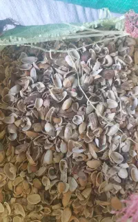 خرید پوست پسته