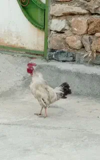 معاوضه خروس با مرغ تخم گذار