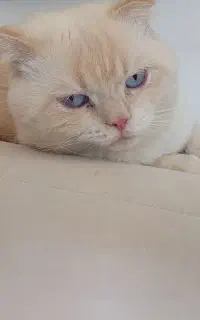 گربه اسکاتیش نر یک سال و نه ماه