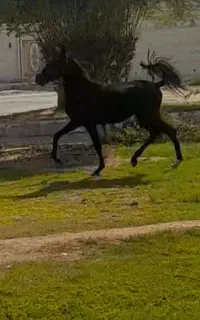 فروش کره مادیون