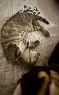 واگذاری گربه