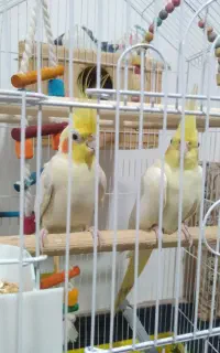 عروس هلندی جفت بالغ