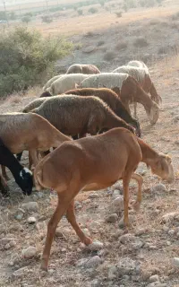میش چینی