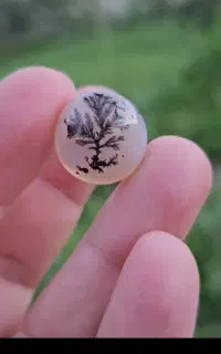 شجر قاین زمینه سفید گل مشکی تک درخت واضح