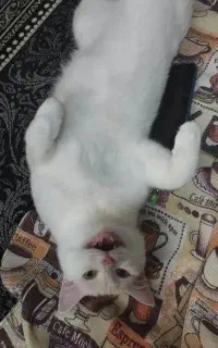 گربه