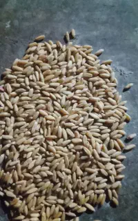 50 عدد سبوس گندم سنندج