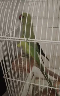 شاه طوطی ماده