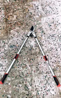 قیجی باغبانی  تایوانی
