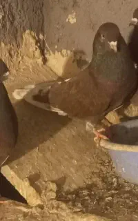 مجسمه .ک‌ ب و تر