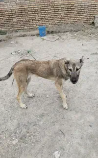 سگ کگال
