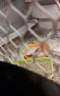 فنچ کفتر کاکلی