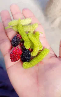 توت فرنگی دومدل