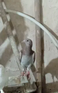 جفت جوجه بورمگس