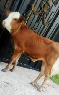 ورزا کوله چالوسی استاندارد