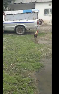 خودرو