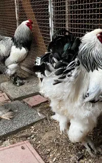خروس برهما