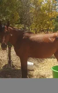 اسب مادیان آبستن