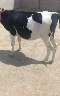 یک عدد گوساله ماده