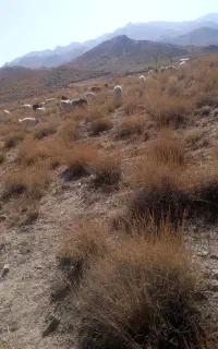 نیازمنده چوپان