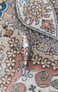 تعدادی طعمه اورجینال