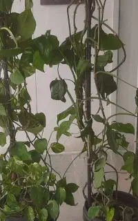 شاگرد.جوشکار.