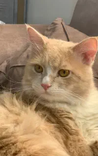 گربه نر عقیم شده