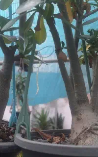 فروش آدنیوم