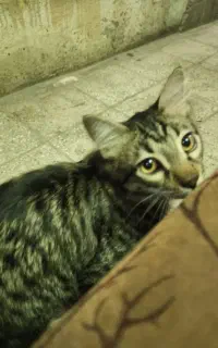 واگذاری گربه