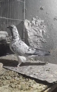 مایه کلاغی پرشی