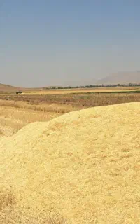 کاه گندم آبی