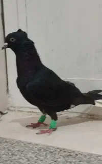 سیاه دم سفید و شهری