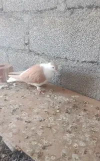 کفتر دوکت افغان