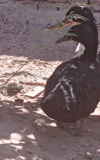 دو اردک ۳ ماه به فروش میرسد