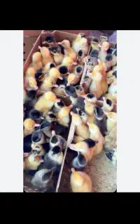 همستر خرگوش کبوتر مرغ جوجه اردک تخم مرغ