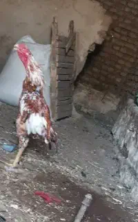 یک عدد خروس لار